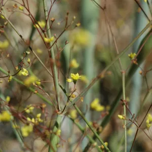 Eriogonum clavatum