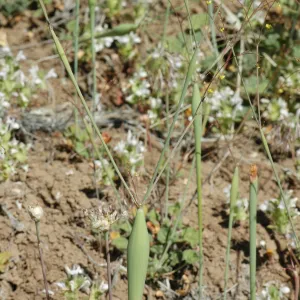 Eriogonum clavatum