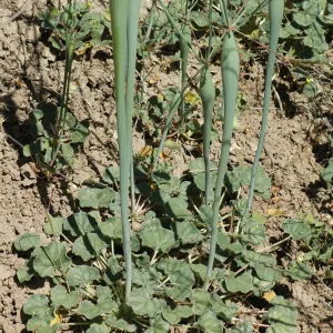 Eriogonum clavatum