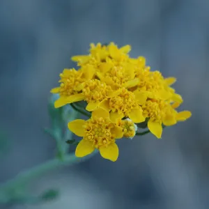 Eriophyllum confertiflorum