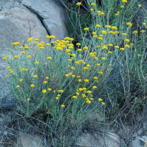 Eriophyllum confertiflorum