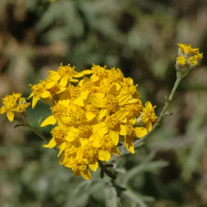 Eriophyllum confertiflorum