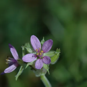Erodium cicultarium