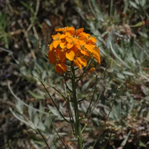 Erysimum capitatum