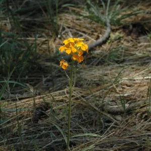Erysimum capitatum