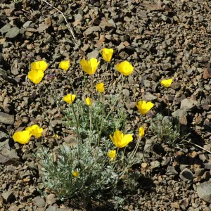Eschscholtzia caespitosa
