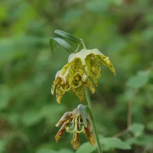 Fritillaria ojaiensis