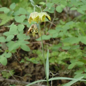 Fritillaria ojaiensis