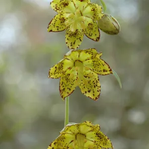 Fritillaria ojaiensis