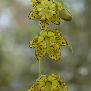 Fritillaria ojaiensis