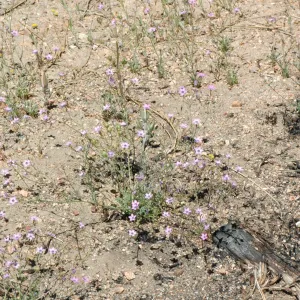Gilia ochroleuca