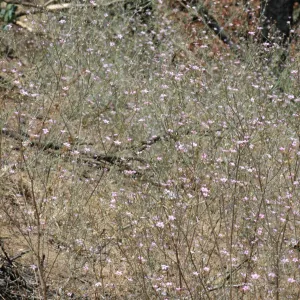 Gilia splendens subsp. grantii