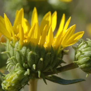 Grindelia camporum
