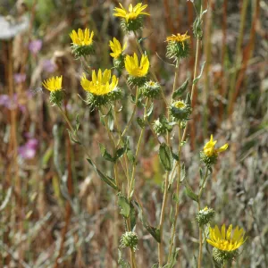 Grindelia camporum