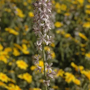 Guillenia lemmonii