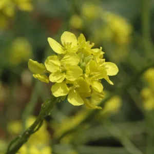 Hirschfeldia incana