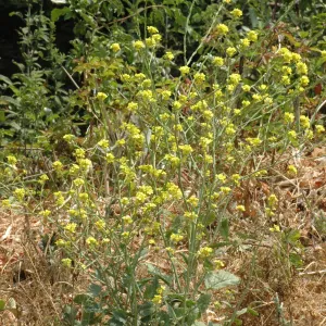 Hirschfeldia incana