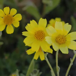 Isocoma menziesii var. vernonioides