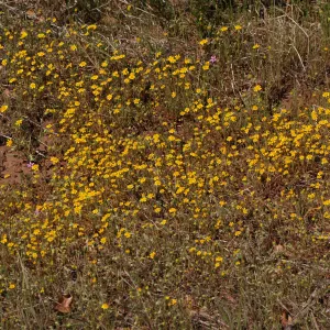 Lasthenia californica