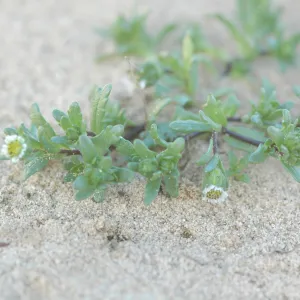 Layia carnosa