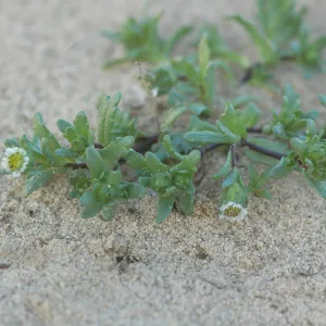 Layia carnosa