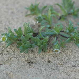 Layia carnosa