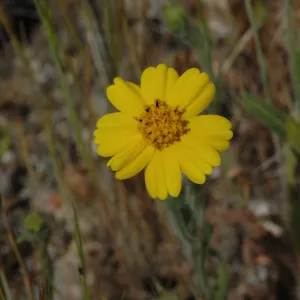 Layia platyglossa