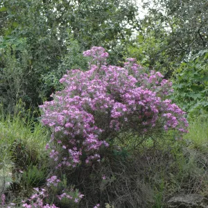Leptodactylon californicum