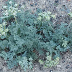 Lomatium