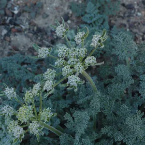 Lomatium