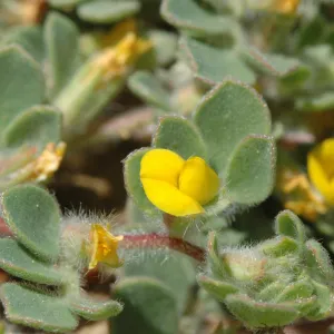 Lotus humistratus
