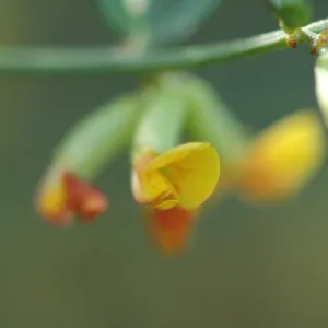 Lotus scoparius