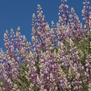 Lupinus albifrons