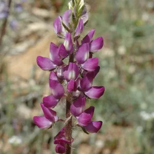 Lupinus hirsutissimus