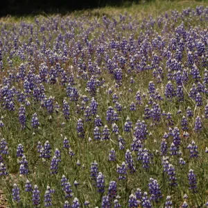 Lupinus nanus