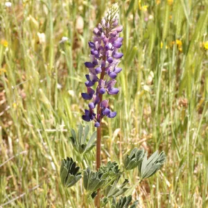 Lupinus succulentus