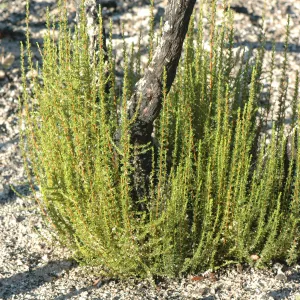 Adenostoma fasciculatum strump sprouts after Tea Fire