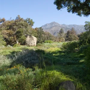 Santa Barbara Botanic Garden after the Jesusita Fire