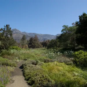 Santa Barbara Botanic Garden after the Jesusita Fire
