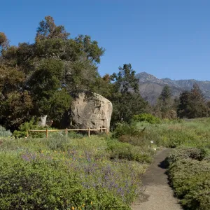 Santa Barbara Botanic Garden after the Jesusita Fire