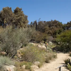 Desert Section, Santa Barbara Botanic Garden after the Jesusita Fire