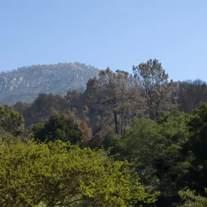 Santa Barbara Botanic Garden after the Jesusita Fire