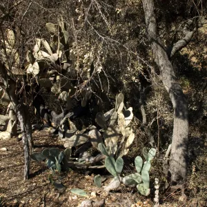 Desert Section, Santa Barbara Botanic Garden after the Jesusita Fire