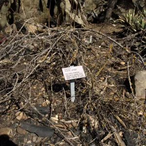 Desert Section, Santa Barbara Botanic Garden after the Jesusita Fire