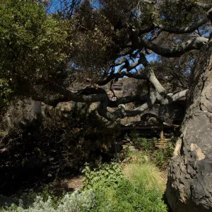Santa Barbara Botanic Garden after the Jesusita Fire
