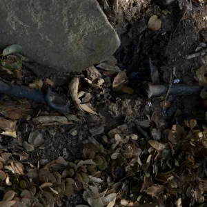 melted irrigation pipe after the Jesusita Fire