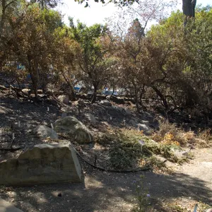 Conservation Display Garden after the Jesusita Fire