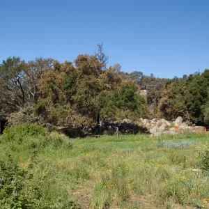 Santa Barbara Botanic Garden after the Jesusita Fire
