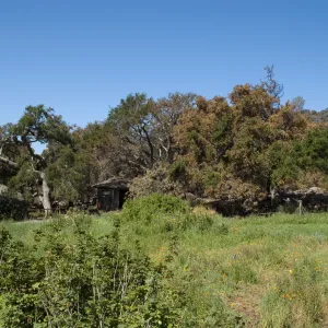Santa Barbara Botanic Garden after the Jesusita Fire