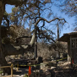 Santa Barbara Botanic Garden after the Jesusita Fire